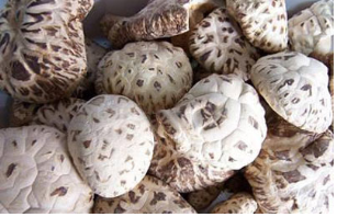 Xixia Mushroom Cultivating Area--Henan