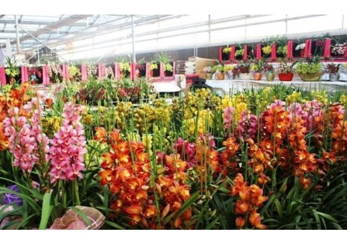 Shanghai Jing Wen Floral Trade Market 