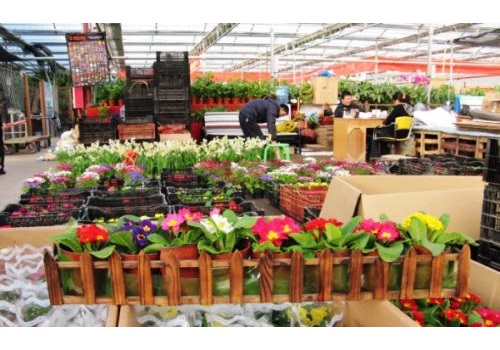 Beijing Laitai Flower Trading Center 
