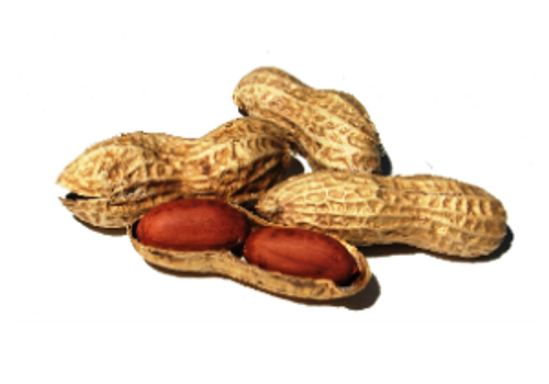 Laixi Peanut Planting Area--Qingdao, Shandong 