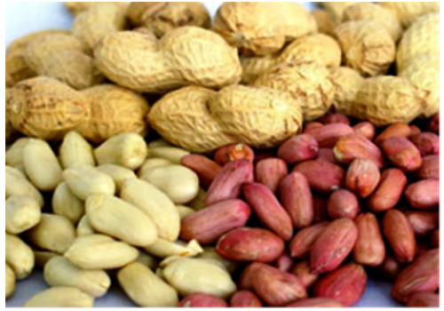 Weihai Peanut Planting Area--Shandong