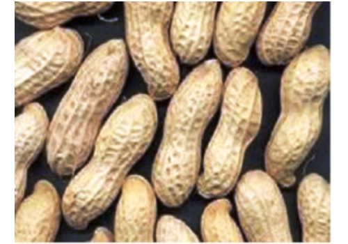 Xingcheng Hongyazi Peanut Distributing Center--Liaoning