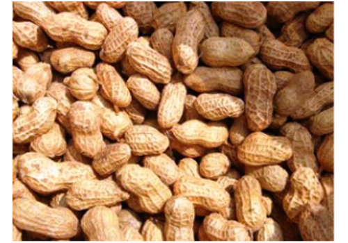 Daming Peanut Planting Area--Handan, Hebei