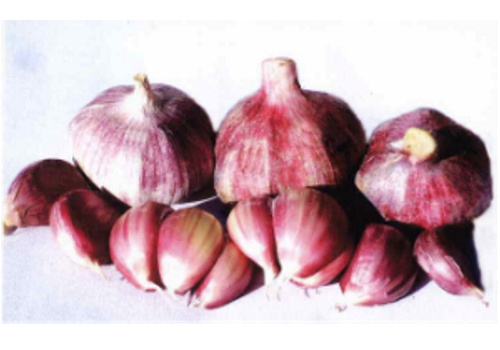 Jinxiang,Shangdong--The Home of Garlic in China
