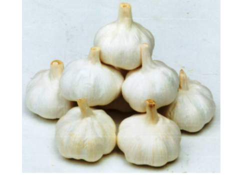 Yongnian Garlic Planting Base--Hebei