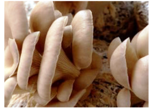 Zhangzhou Mushroom Cultivating Area--Fujian