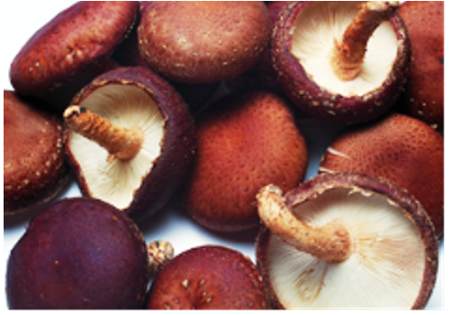 Dingtao Mushroom Cultivating Area--Shandong