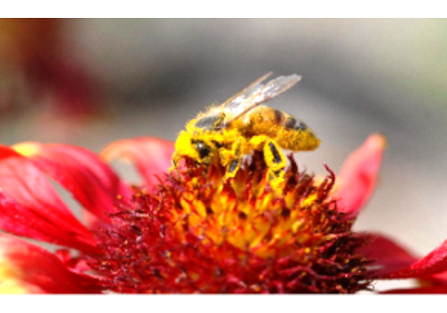 Introduction of Chinese Honey Industry