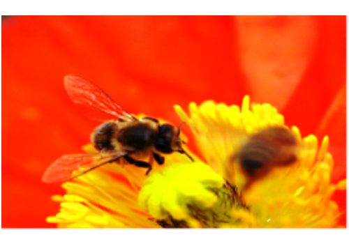 Nanping Bee Breeding Base--Fujian