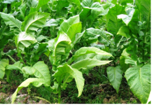 Introduction of Chinese Tobacco Industry