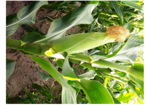 Jilin Corn Growing Area