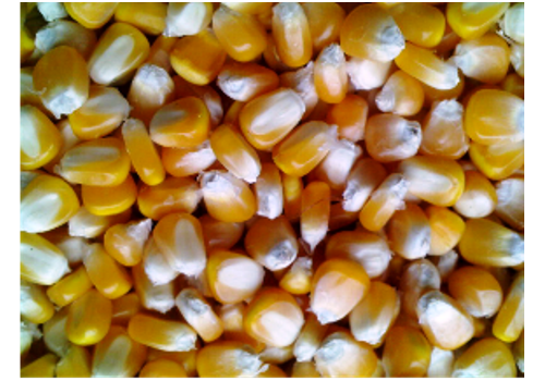 Wanquan Corn Growing Area--Hebei