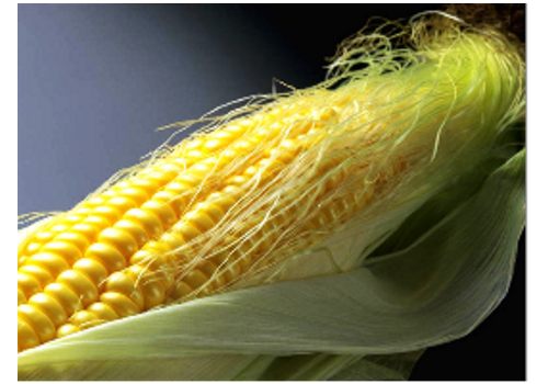 Huizhou Sweet Corn Planting Area--Guangdong