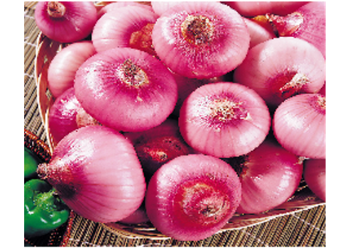 Xichang Onion Planting Area--Sichuan