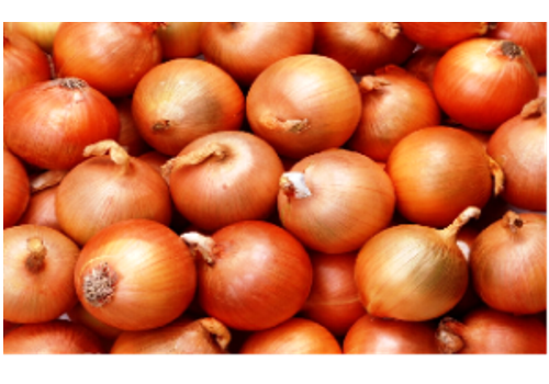 Jinxiang Onion Planting Area--Shandong