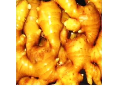 Laiwu Ginger Planting Area--Shandong