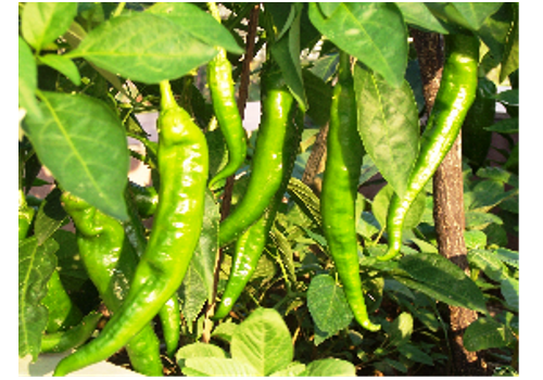 Xichong Pepper Planting Area--Sichuan