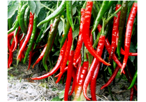 Linying Pepper Planting Area--Henan