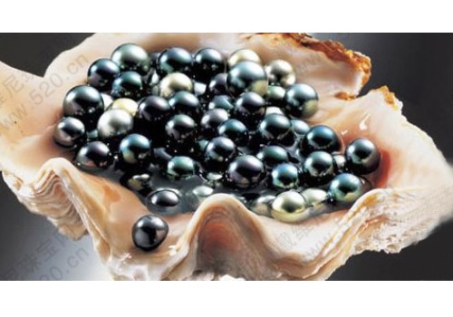 Guangxi Beihai Pearl Cultivating Base