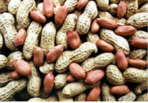 Introduction of Chinese Peanuts Industry