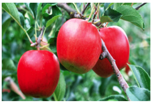 Weihai Apple Planting Area--Shandong