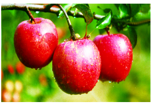 Baishui Apple Planting Area--Shaanxi 