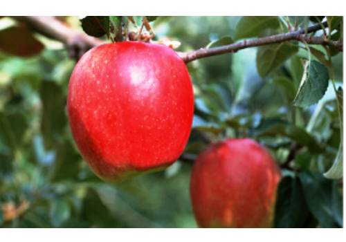 Tianshui Apple Planting Area--Gansu