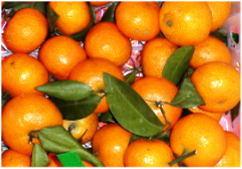 Introduction of Chinese Citrus/Orange Industry
