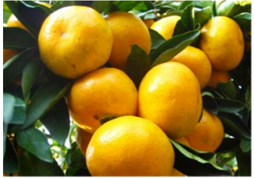 Nanfeng Mandarin Orange Planting Area--Jiangxi