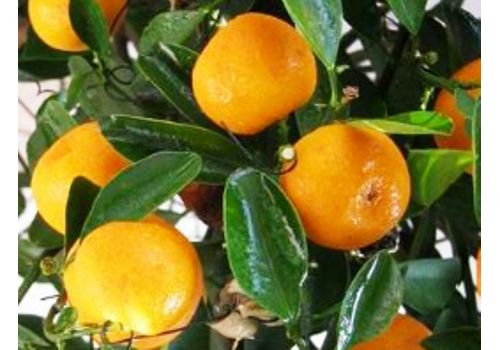 Ganzhou Gannan Navel Orange Planting Area--Jiangxi