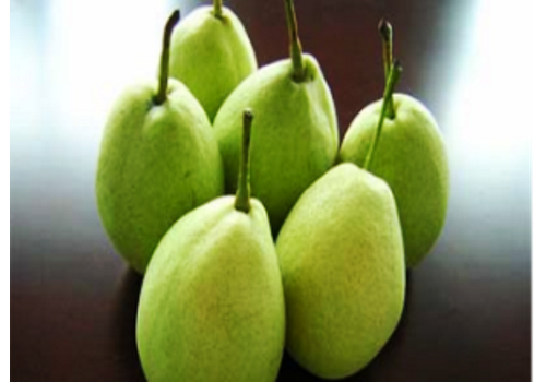 Introduction of Chinese Pear Industry