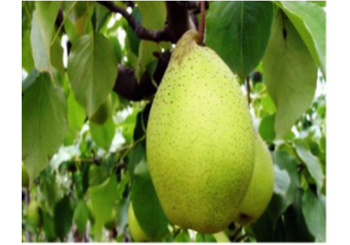Zhao County Snowflake Pear Planting Area--Hebei