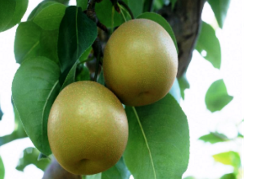 Weixian Pear Planting Area--Hebei