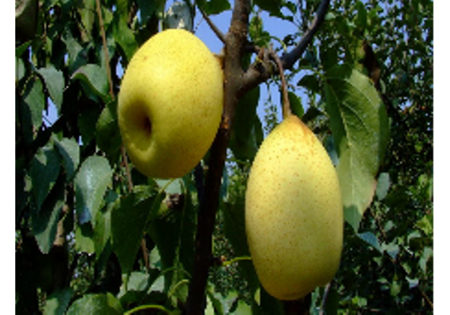 Kuerle Fragrant Pear Planting Area--Xinjiang