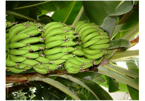 Ledong Banana Planting Area--Hainan