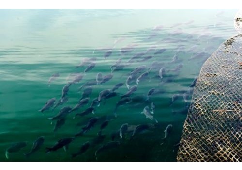 Shanwei South Sea Fishery--Guangdong