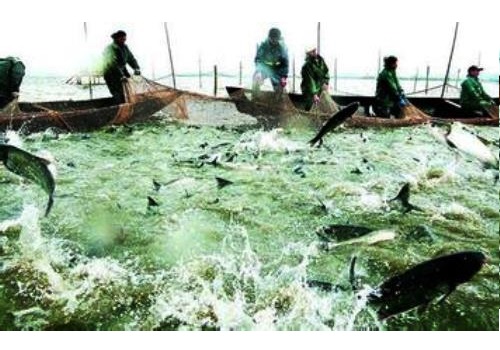 Fuyuan Salmon Breeding Area--Heilongjiang