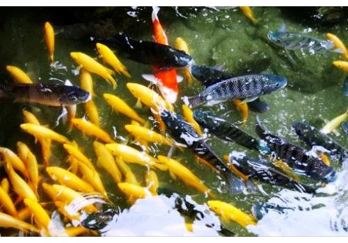 Ezhou Wuchang Fish Breeding Area--Hubei