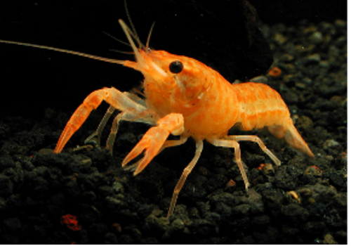 Introduction of Chinese Shrimp Farming Industry