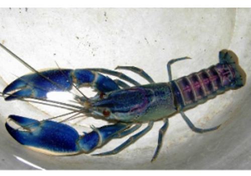 Gaoyao Luo's Fresh River Shrimp Breeding Area--Guangdong