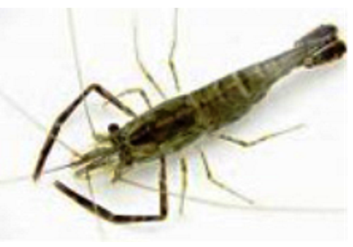Zhongshan South America White Prawn Breeding Base--Guangdong