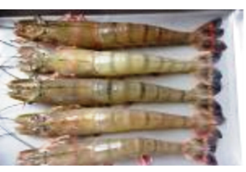Dalian Prawn Breeding Base--Liaoning