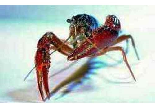 Xuyi Fresh Water Lobster Breeding Area--Jiangsu