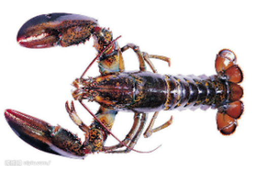 Naozhou Island Lobster Breeding Area--Guangdong