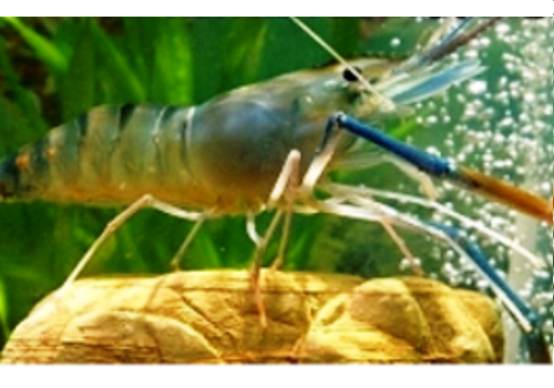 Shangyu South America White Prawn Breeding Area--Zhejiang