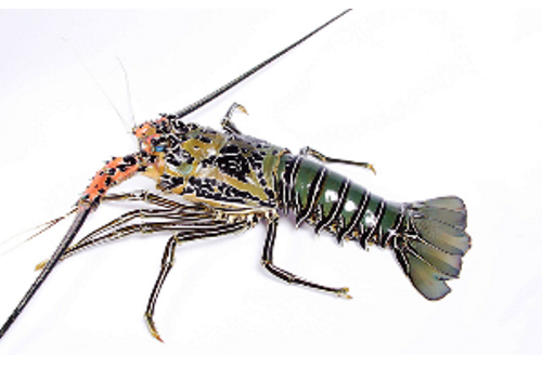 zhanjiang Prawn Base - Guangdong