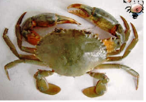 Panjin River Crab Breeding Area--Liaoning