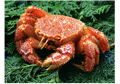 Taihu Lake Crab Breeding Base--Jiangsu