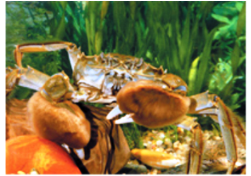 Yangcheng Lake Crab Breeding Base--Jiangsu