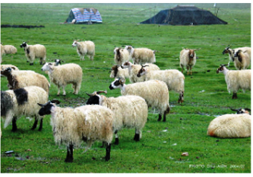 Shanxian Green Goat Breeding Base--Shandong
